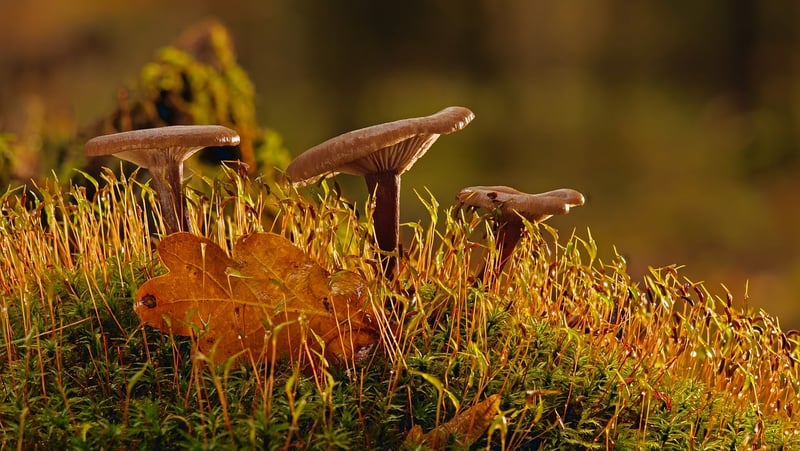 Mossy Forest