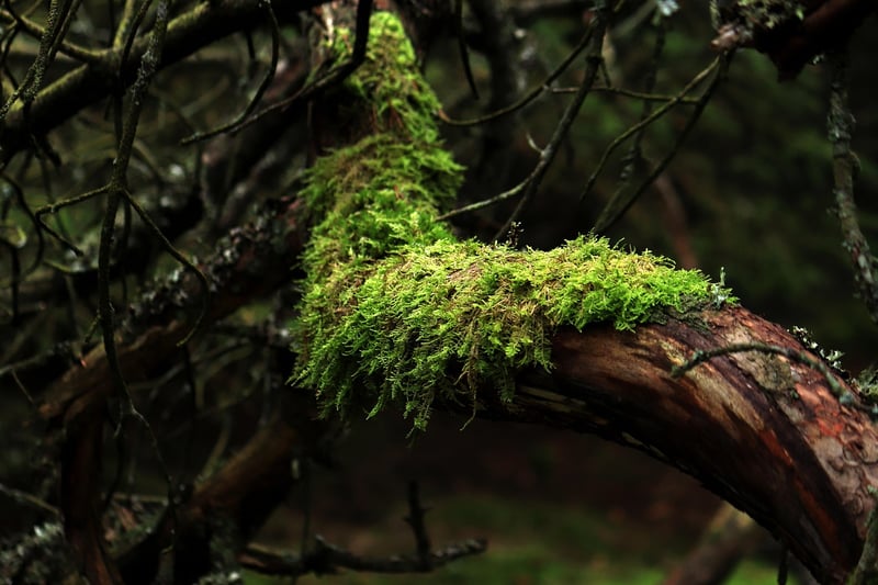 Green Moss in Nature
